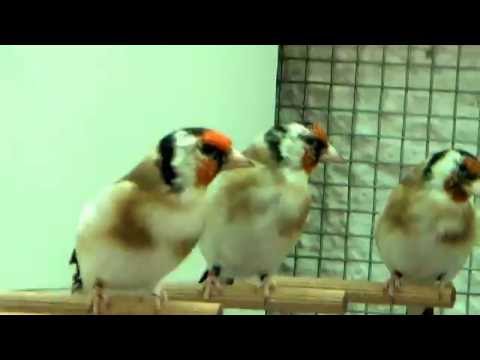 CARDUELIS YOUNG BIRDS.