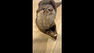 Otter Belle keep an eye on you on snack Resimi