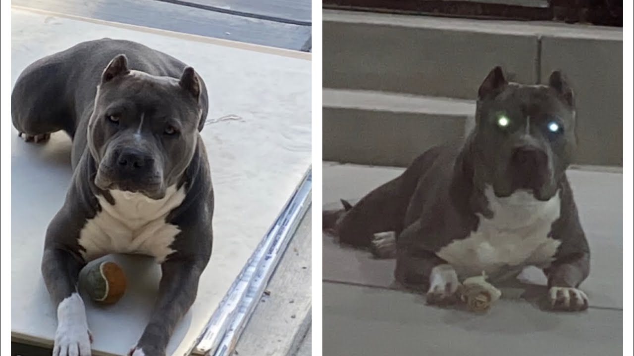 ⁣Bluenose Pitbull 1 Year And a Half UPDATE!!