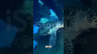SEKILAS TENTANG SI IMUT PENYU 🐢 #alam #ilmu #lautan #laut #menghasilkanuangdarirumah #uang