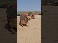 hello camel Moroccan life!