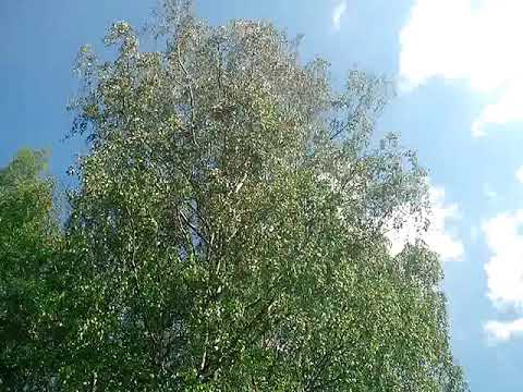 Нежная, лечебная музыка под видео красивейшего леса