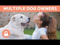 Can a DOG have MORE than one OWNER? 🐕👫🏻 Find out!