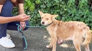 Giving birth to many litters and cancer, she begged the owner not to kick her away by Animal Shelter 47,320 views 9 days ago 8 minutes, 59 seconds