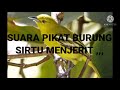 Suara Pikat Untuk Burung Sirtu Cipo Ampuh Rawan Zonk Mp3 - Mp4 Download