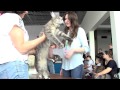 Видео мейн-кунов на выставке кошек FiFe 27-28/09/2014 Россия СПБ http://coonplanet.ru/