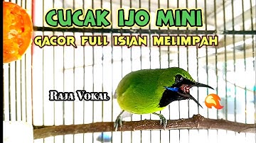 Cucak Ijo Mini Gacor Bongkar Materi FULL ISIAN Bikin Yang Lain Ikut Ngamuk
