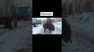 Animals in USA vs RUSSIA MEME 😂 #shorts