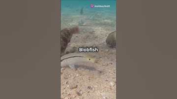 5 fun facts about blob fish