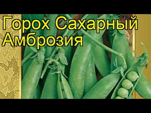 Горох сахарный Амброзия.