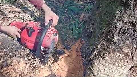 Thợ Cưa Cây Xoài Lâu Năm - Hơn 80 Năm Tuổi - Kỹ Thuật Cao Siêu | Tập 195