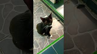 uyik 😻main  bulu ayam🐓🐤