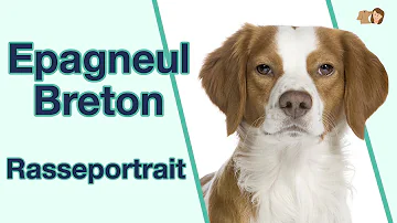 Ist der Epagneul Breton ein Familienhund?