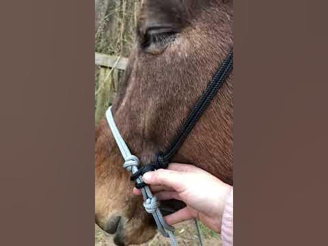 Indian Hackamore - Indian Bosal