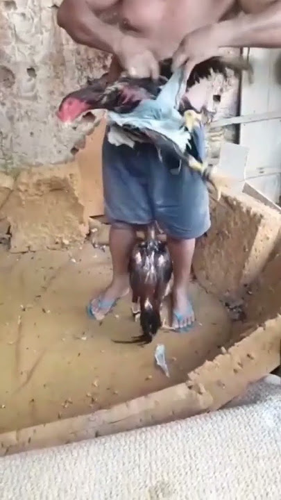 Burungnya digigit ayam lucu🤣🤣