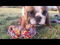 English Bulldog playing with her new toy rope