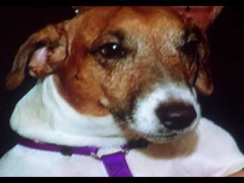 Jeff Hardy's dog Jack - YouTube