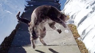 Our kitten Sleepy is playing with a snowball by polakpola 858 views 11 years ago 2 minutes, 6 seconds