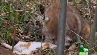 Bobcat Kills Rabbit