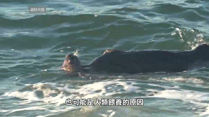 【天下新聞】北加州: Santa Cruz現海獺搶衝浪板 當局追捕 NorCal: Authorities Race to Capture Rogue Sea Otter in Santa Cruz - 天天要聞