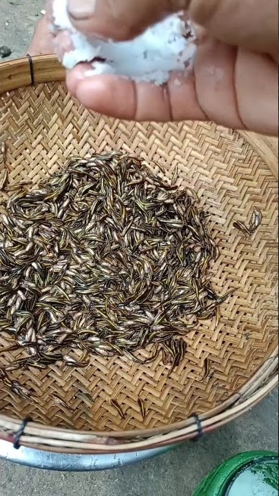 the time of killing. snakehead baby Fish #fishing #fishingvideo #trending #shorts