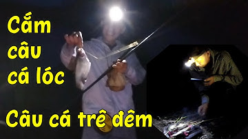 Cắm câu cá lóc và câu cá trê đêm ở đồng Vĩnh Hưng