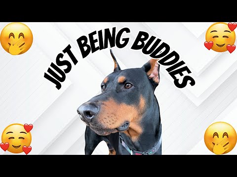 Doberman loves "being boys" with daddy