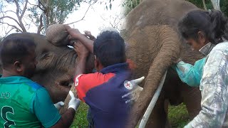 Relief to the baby elephant  suffering from rectal and oral diseases.  .#animals #travel #nature