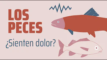 ¿Cuánto dolor sienten los peces?