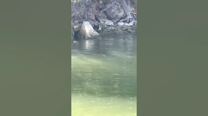 GLIDE BAITS can draw out giants (6th sense DRAW)