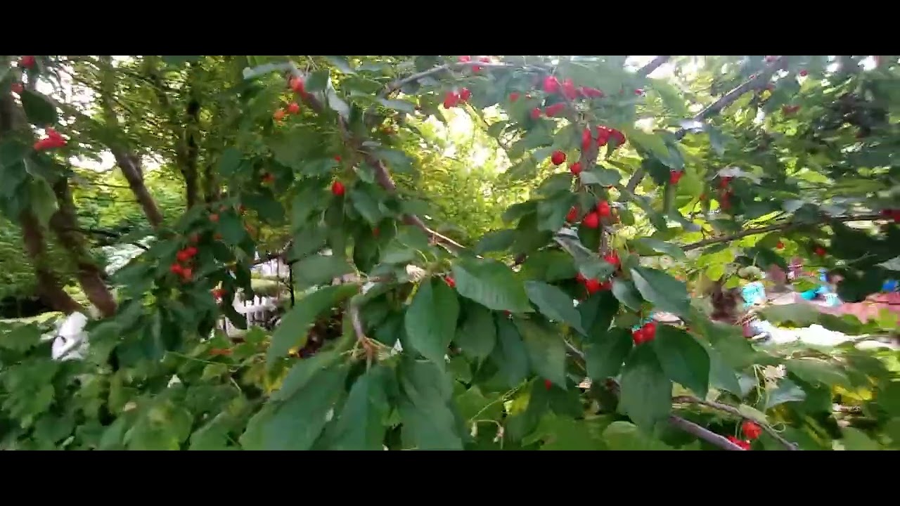 🌴🍒Ripe Cherries 🍒🌴Jose's Tropical Garden central NJ Jun.5 2025🍒🌴