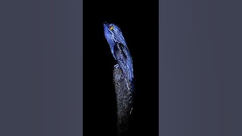 "The scariest birds sounds in the world - part 2" | Birds sounds | loon | common potoo #facts #birds