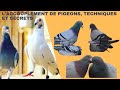 Laccouplement de pigeons techniques et secrets