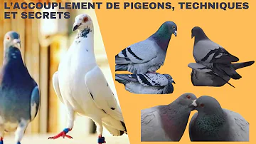 Comment augmenter la reproduction des pigeons ?