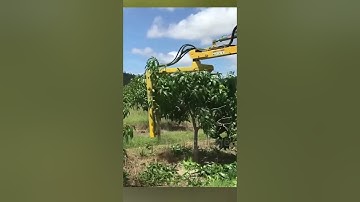 Mango tree pruning #farming #technology