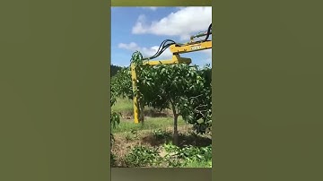 Mango tree pruning #farming #technology