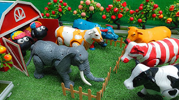 Wadidau Proses Potong Sapi Kurban, Simulasi Sapi Melahirkan, Sapi moo, Cow Videos