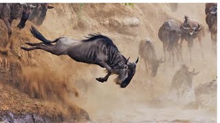 The Great Migration: Wildebeests' Epic Journey Across the Serengeti