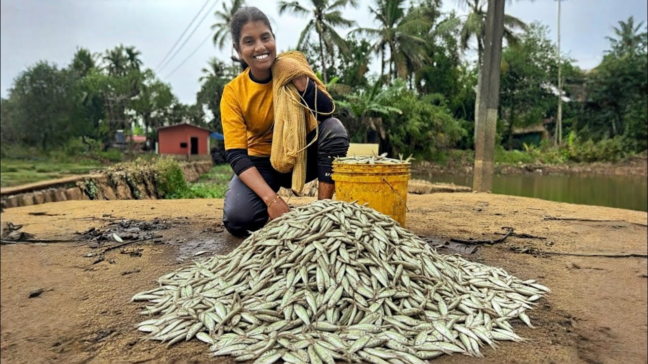 ലക്ഷകണക്കിന് മീനുകളെ കൂട്ടത്തോടെ പിടിച്ചപ്പോൾ 😱| Casting Net Fishing Kerala #new #fishing #youtube 