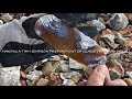 Bifacing Agatized Pinhead Coral and preforming for a Simpson style Spearpoint 