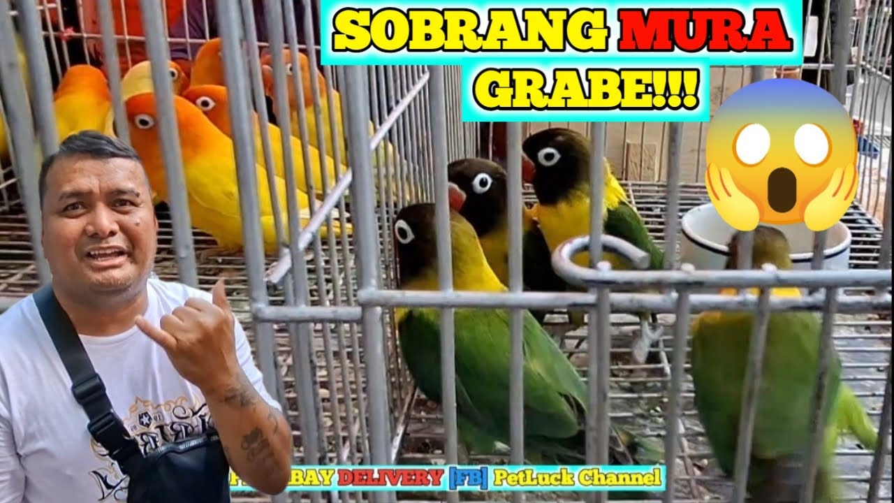 LOVEBIRDS SUPER SALE SA HULONG DUHAT MALABON PET MARKET