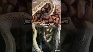 Ular putih papua Micropechis ikaheca dari Papua #snake #elapid #reptiles #animals #papua