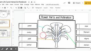 Plant Life Cycle Interactive Notebook - Google Slides