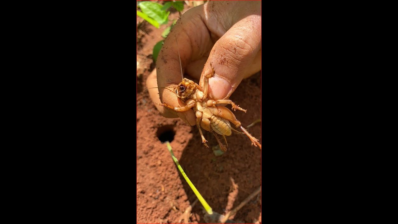 Experiment Insects Battle - Bullet ants Vs Massive Crickets