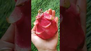 shorts Best Dragon fruits Juice/ How To Make Dragon fruits Juice/ fruit Trending winterspecial