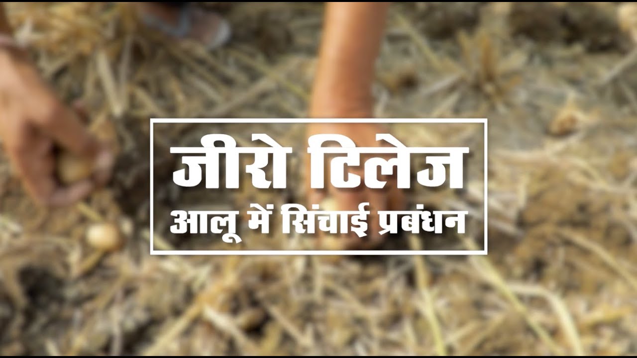 Zero Tillage - Irrigation management in potato - ज़ीरो टिलेज - आलू में सिंचाई प्रबंधन