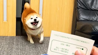 Show an excited Shibe a veterinary clinic ticket