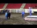 Steer Classic Champions Auction - Calgary Stampede 2015