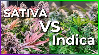Indica Vs Sativa! Answering Most Common Questions About Cannabis & Marijuana. #shorts #sativa #canna