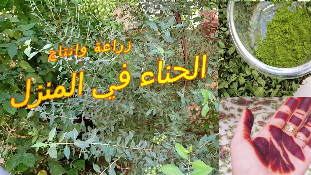 طريقة زراعة شجيرة الحناء وكيفية انتاج الحناء بالمنزل